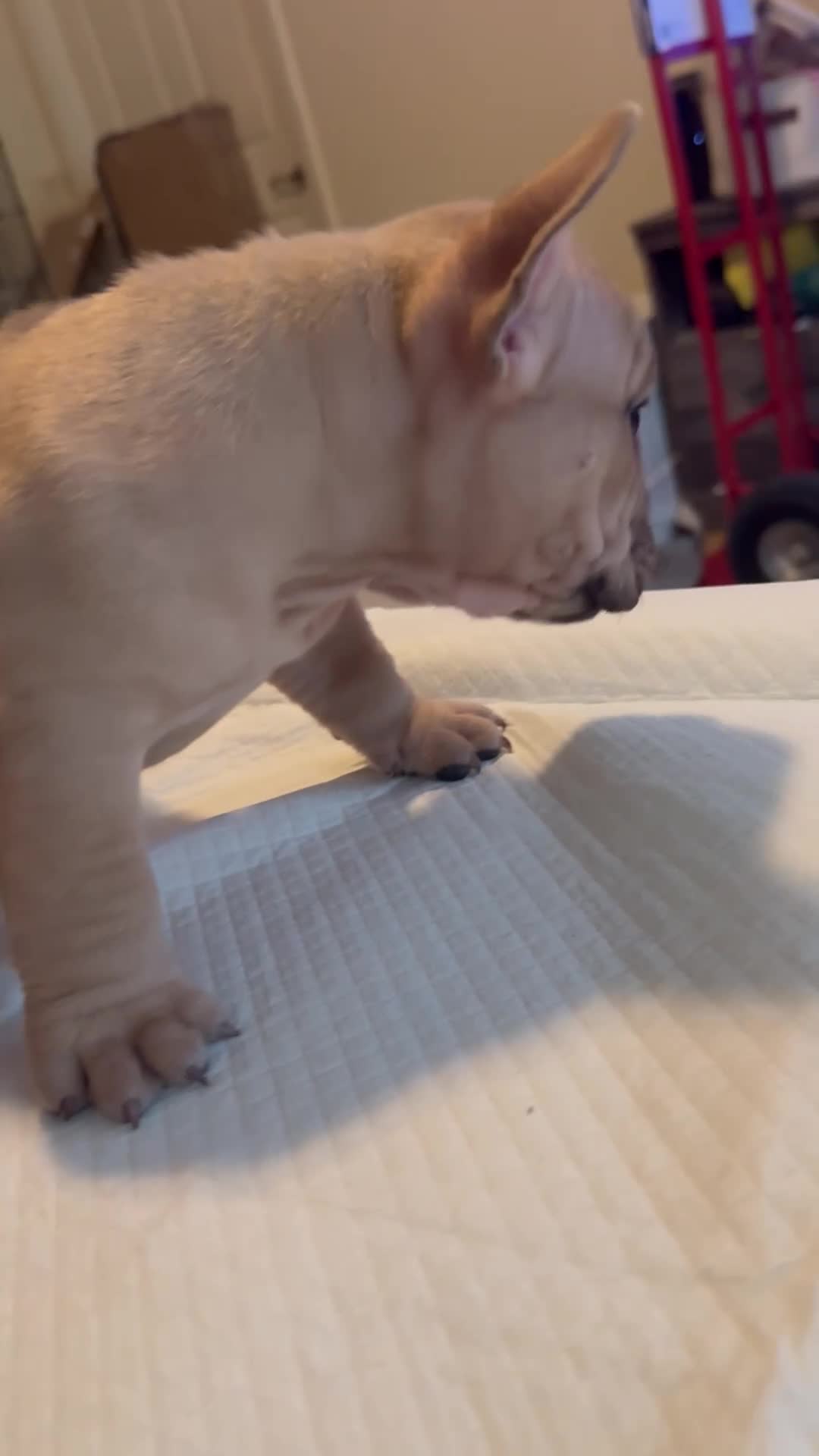 American Bully dogs for sale: Flippers - Video 1