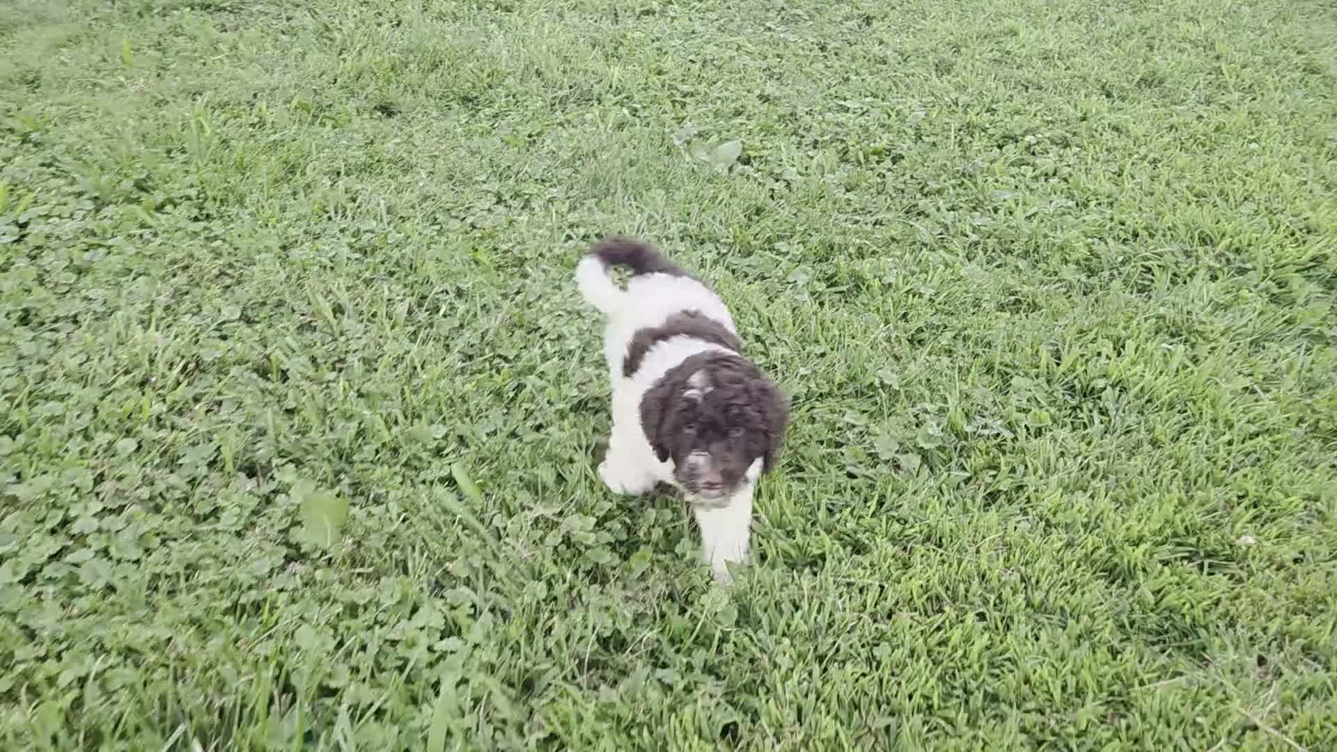 Goldendoodle dogs for sale: Faith - Video 2