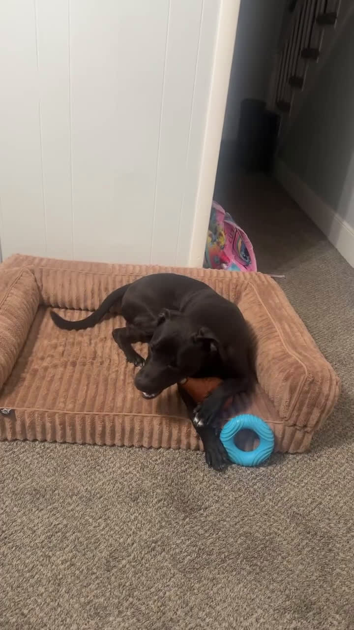 Mixed Breed dogs for sale: Mixed Breed Puppy 1 - Video 1