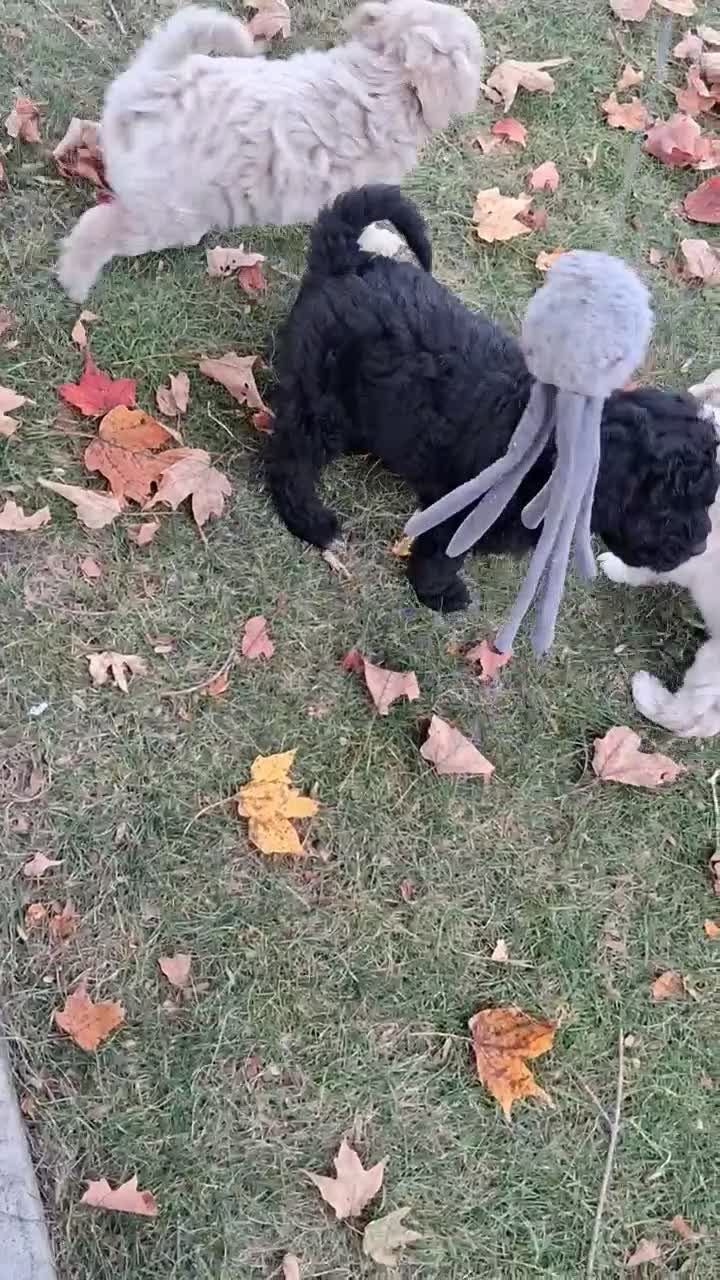 Double Doodle dogs for sale: Flipper - Video 1