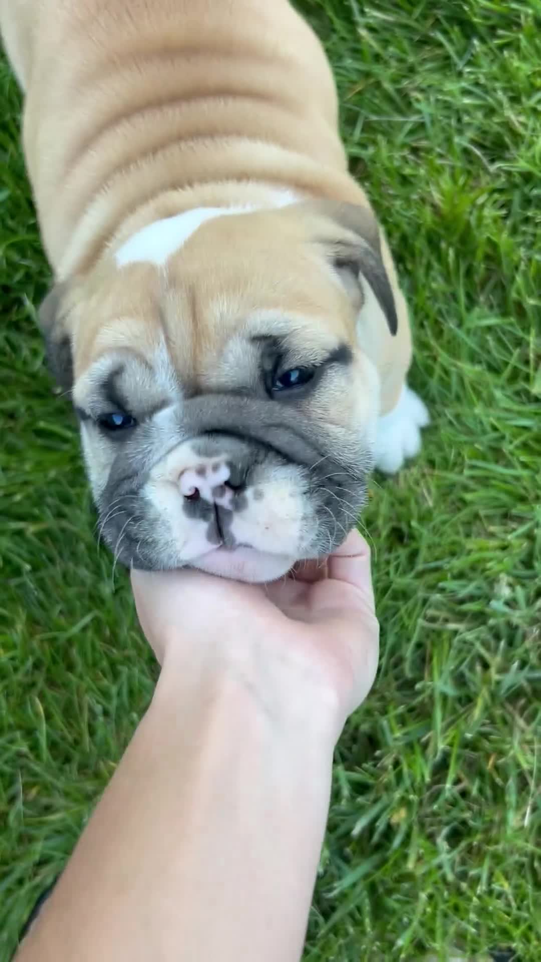 English Bulldog dogs for sale: Valerie - Video 1