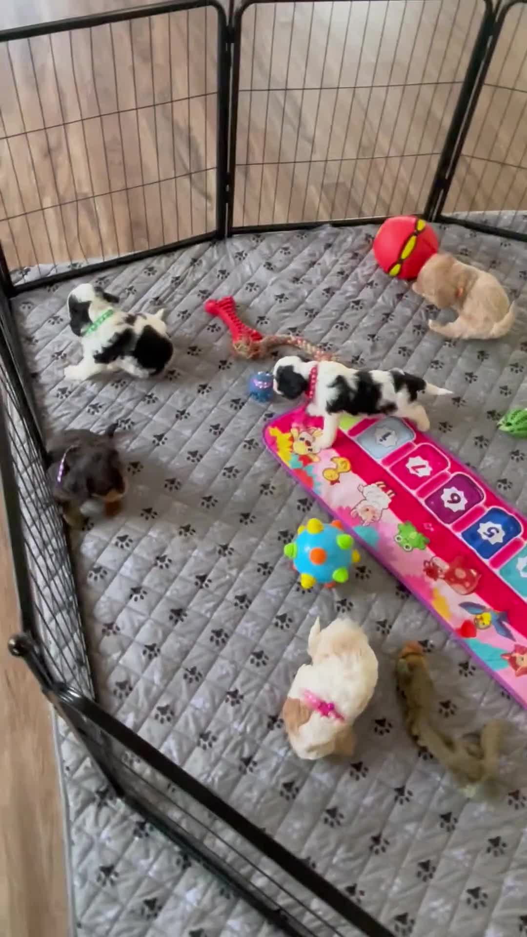 Cavapoo dogs for sale: Ms. Darla - Video 3