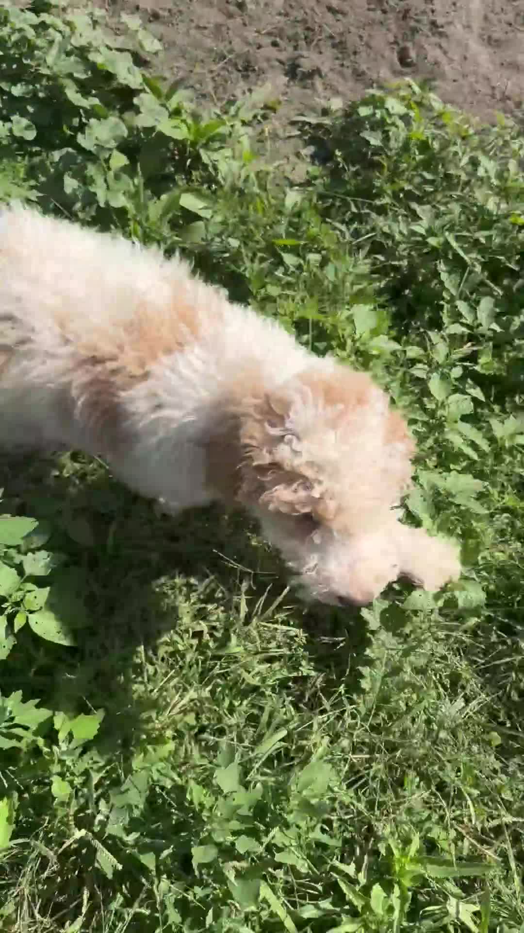 Bernedoodle dogs for sale: Bernedoodle 6 - Video 2