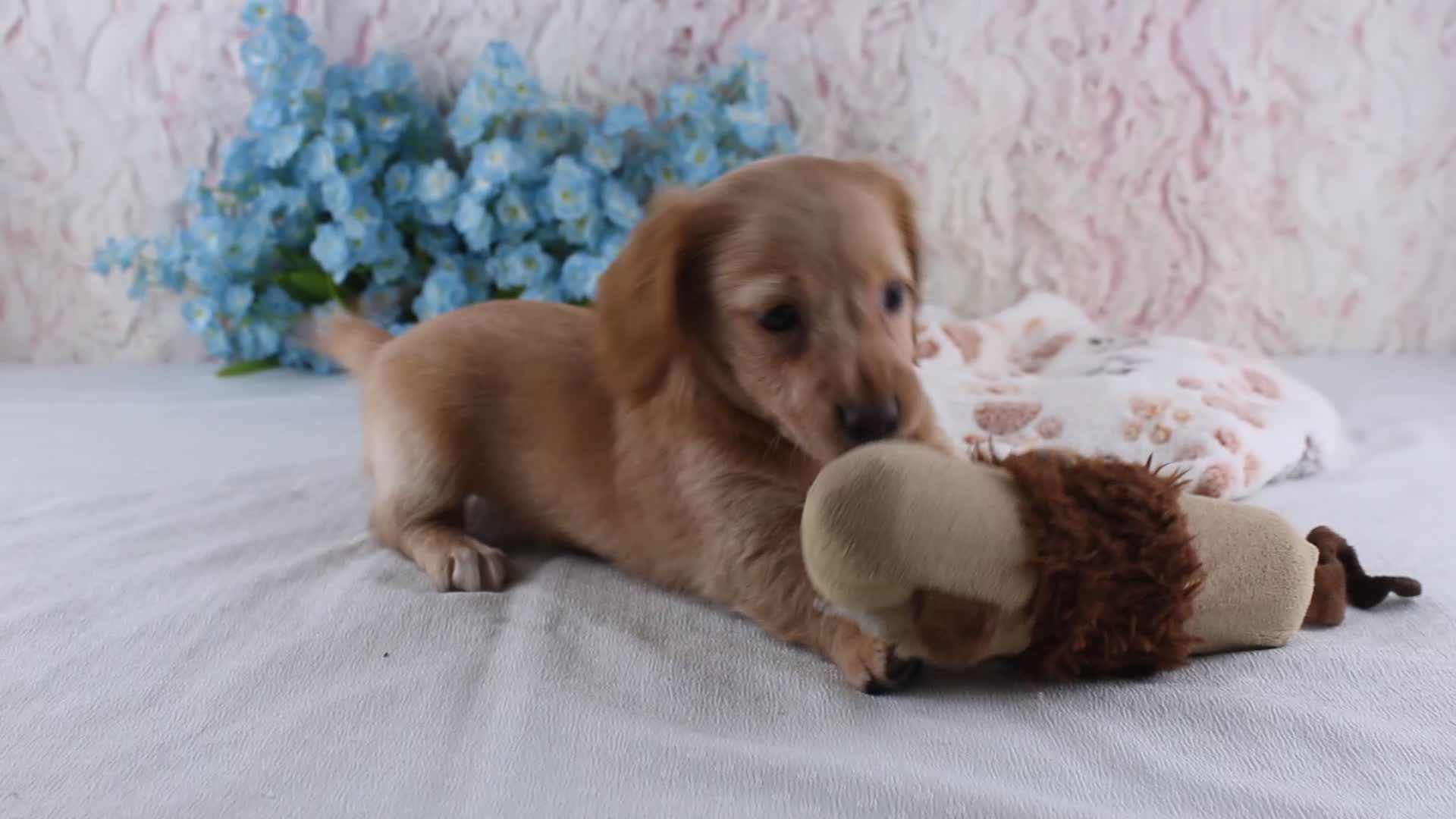 Miniature Dachshund dogs for sale: Hadley - Video 1