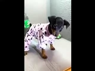 Miniature Pinscher dogs for sale: Shelby - Video 1