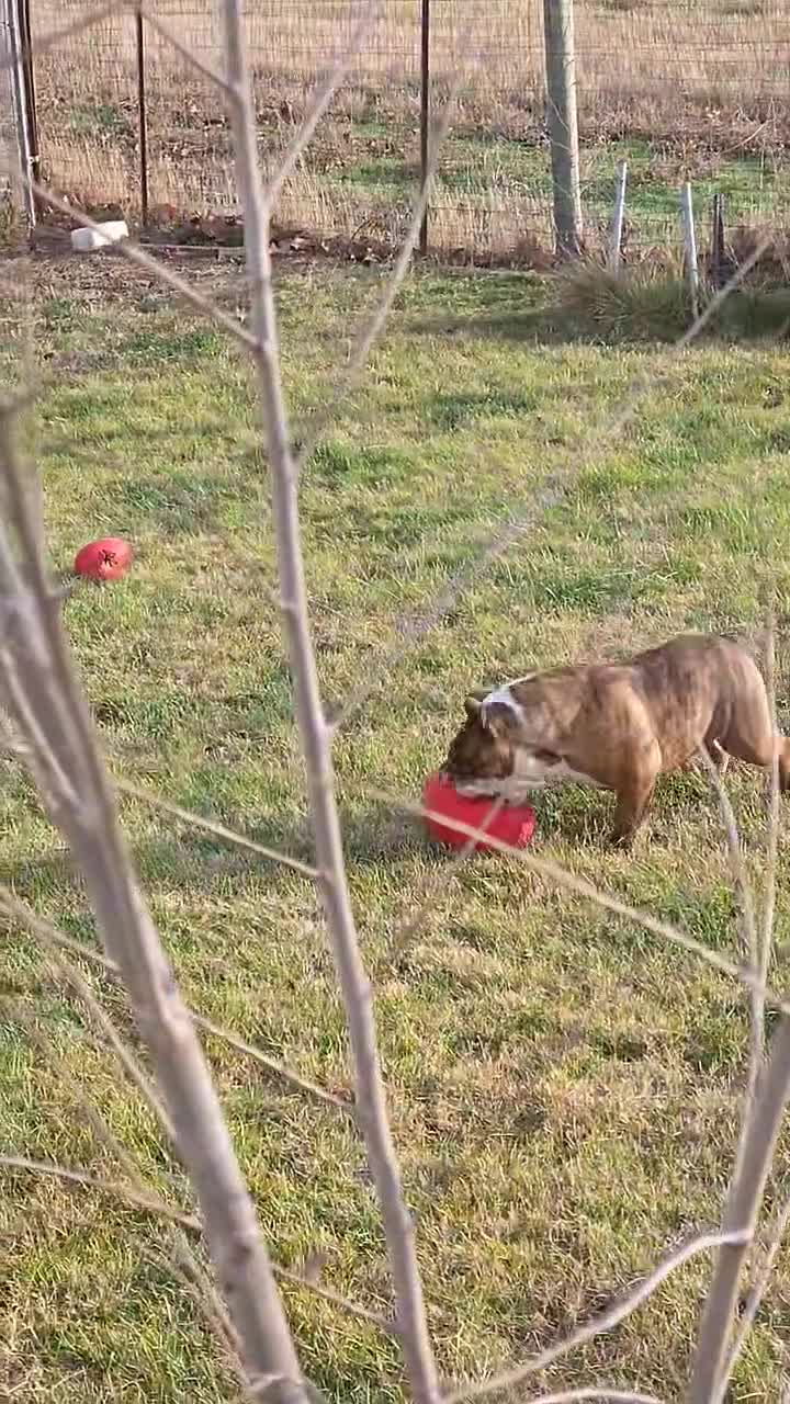 English Bulldog dogs for sale: Theona - Video 1