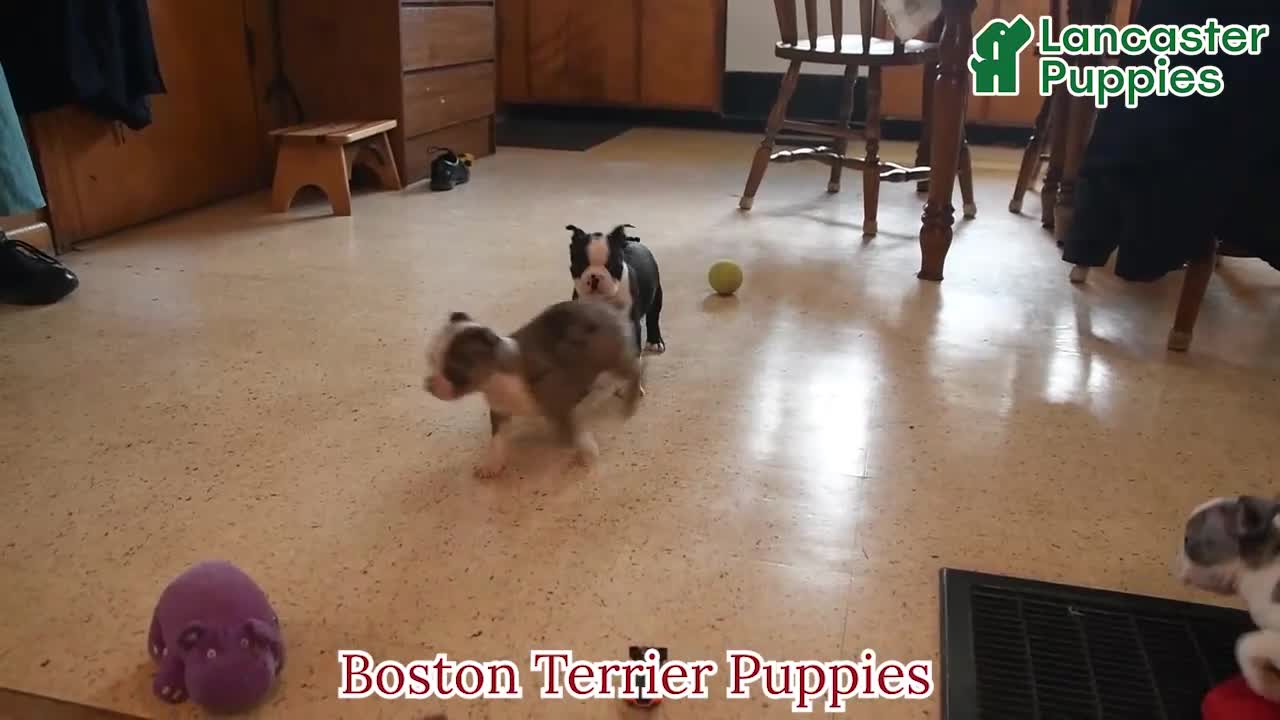 Boston Terrier dogs for sale: Cheyenne - Video 1