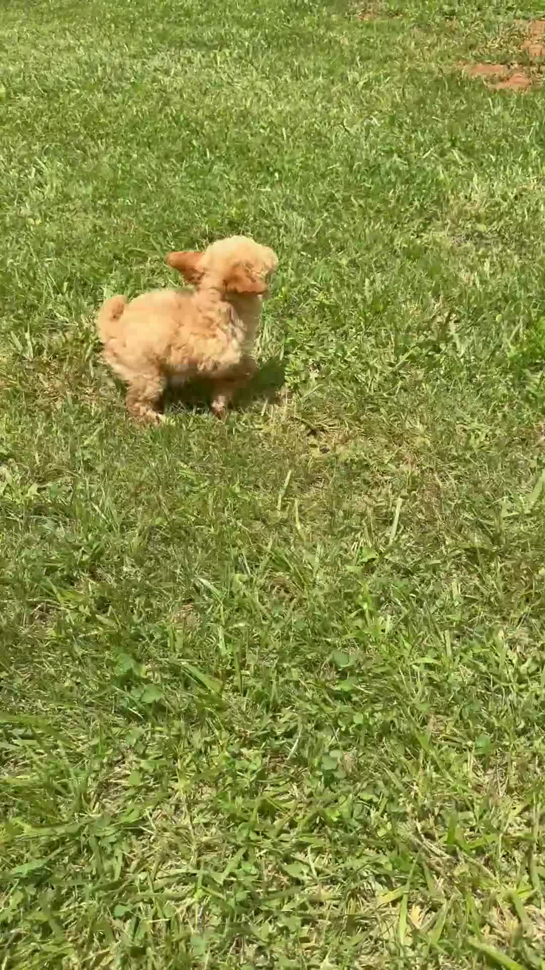 Toy Poodle dogs for sale: Goldie  - Video 2