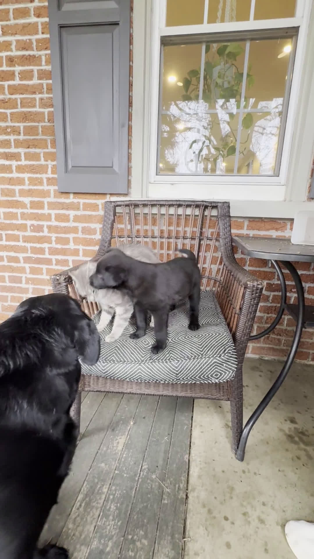 Mixed Breed dogs for sale: Mixed Breed Puppy 1 - Video 3