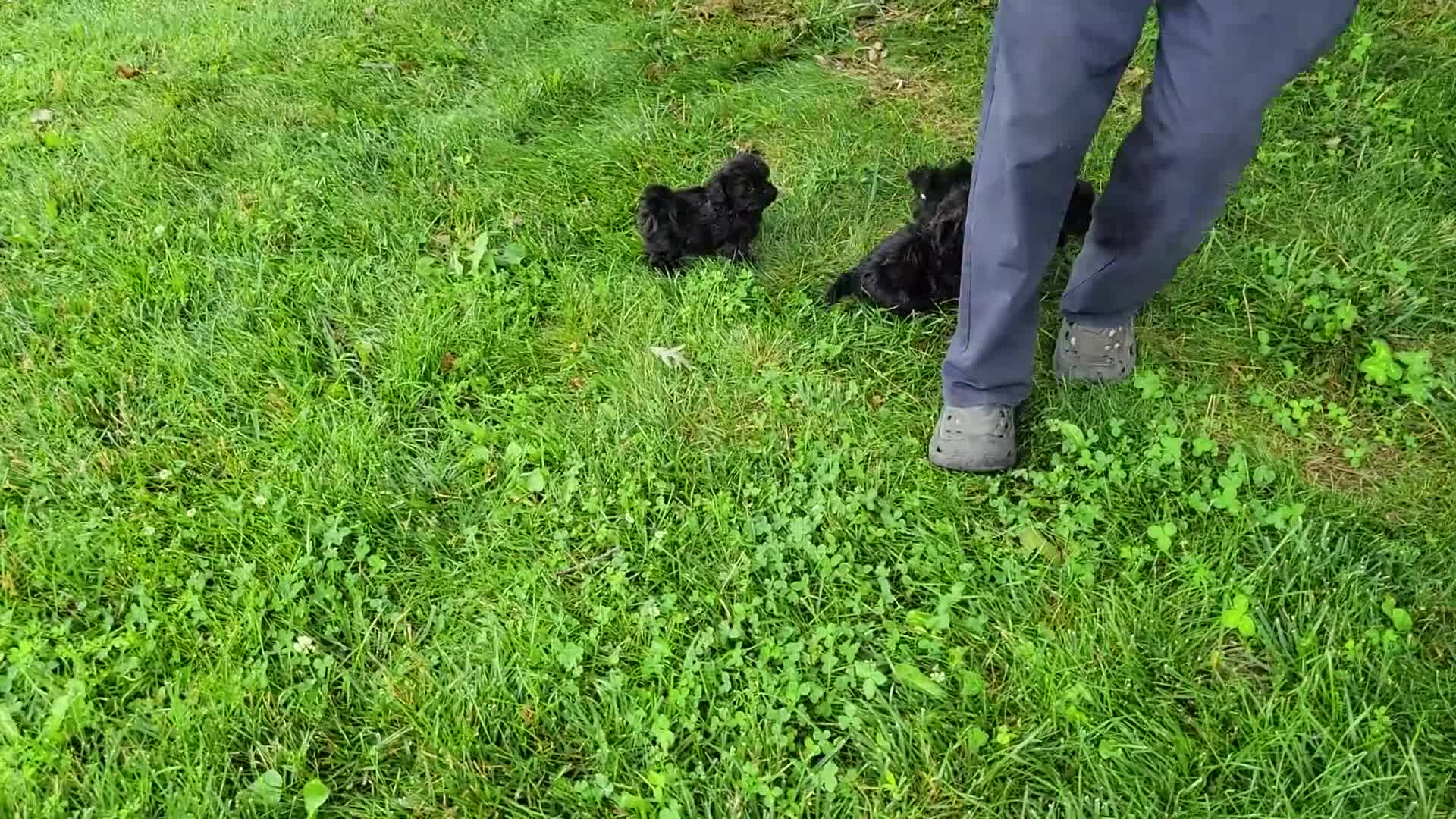 Shihpoo dogs for sale: Snickers  - Video 1