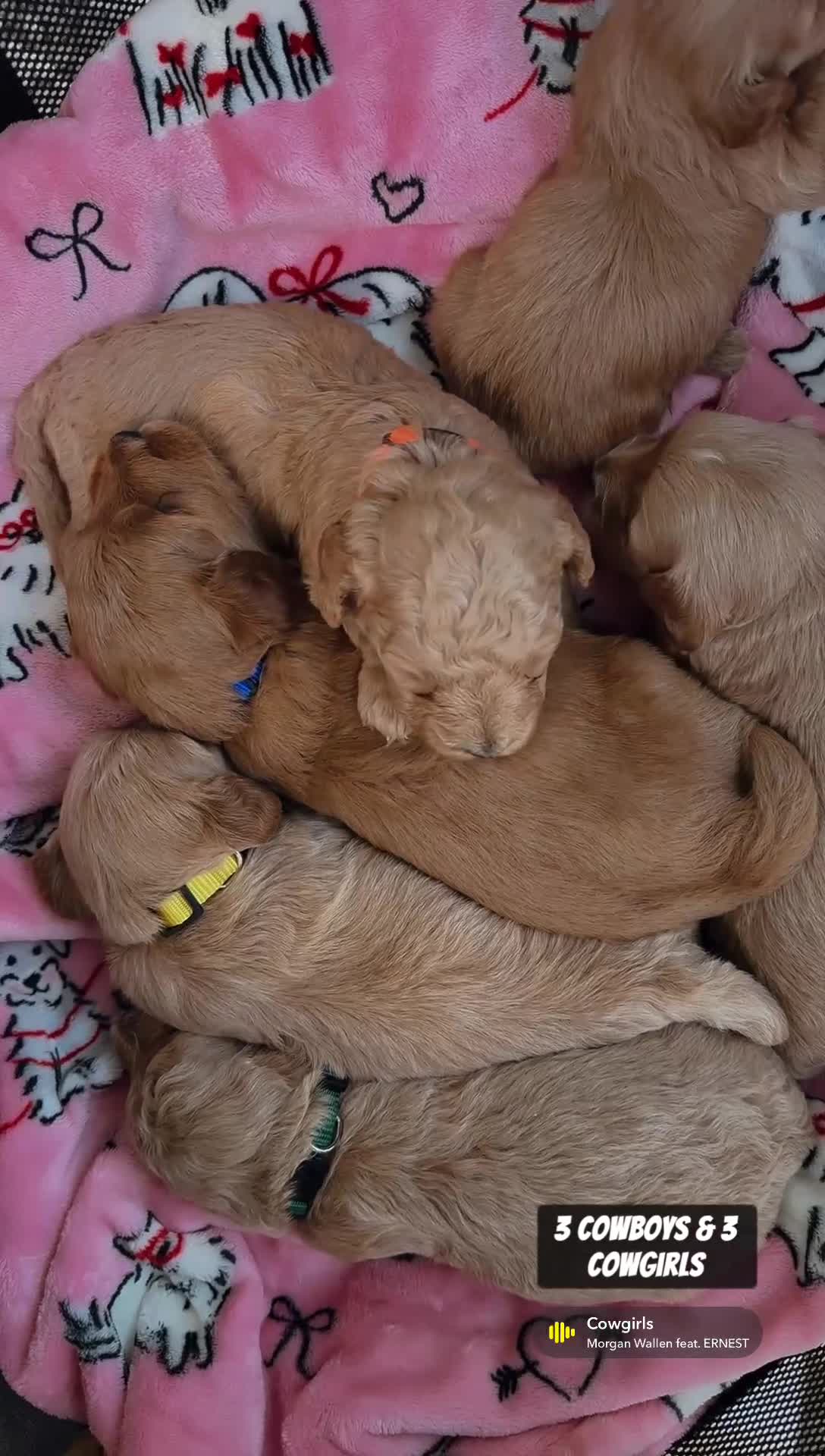 Mini Goldendoodle dogs for sale: Hudson - Mini Goldendoodle - Video 2