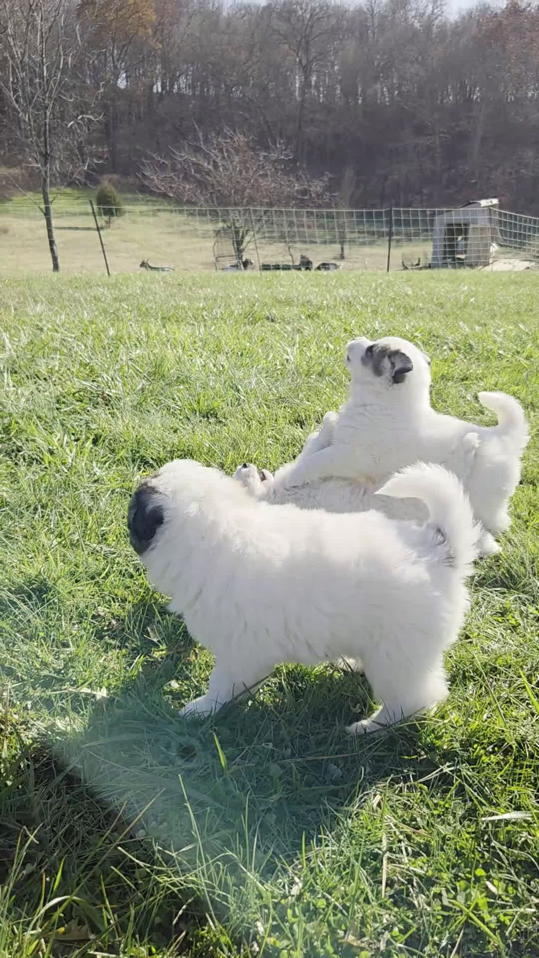 Great Pyrenees dogs for sale: Rudolph - Video 3