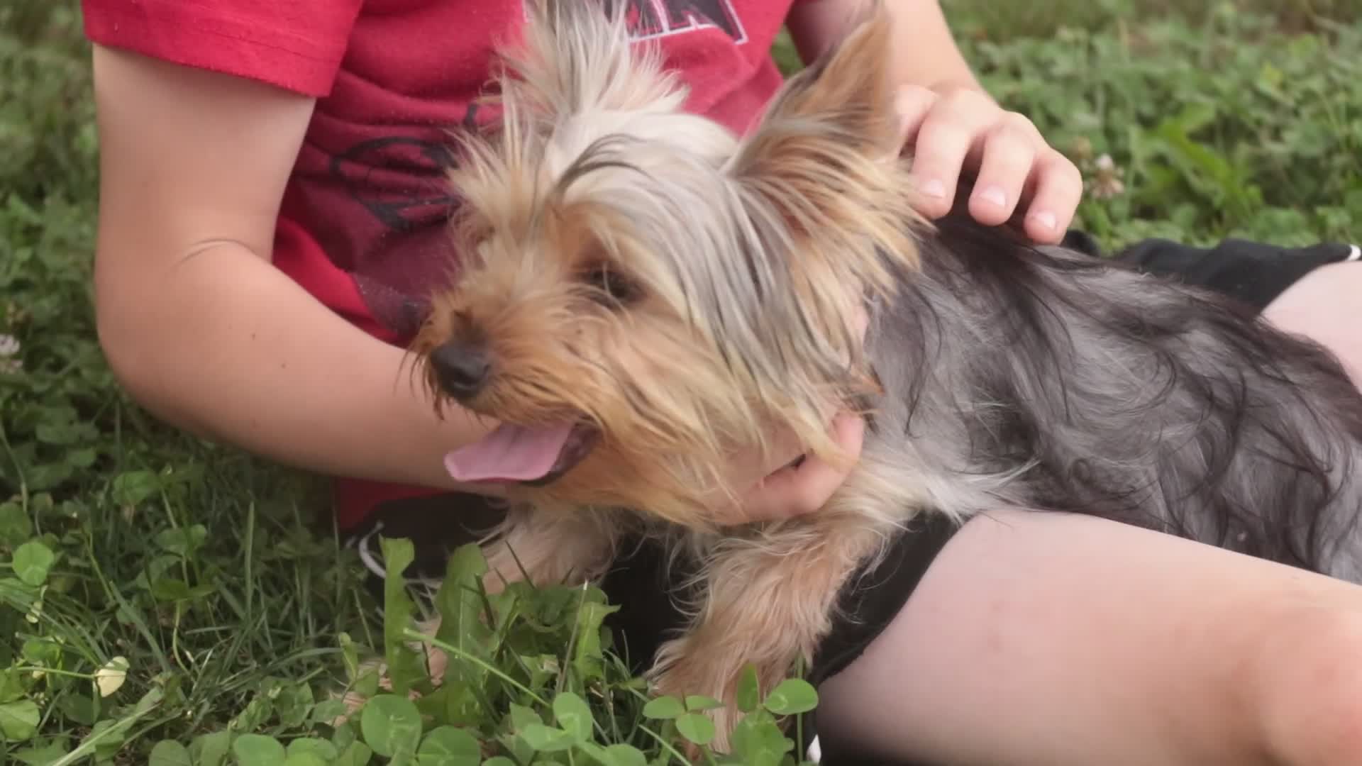 Yorkshire Terrier dogs for sale: Lucy - Video 1