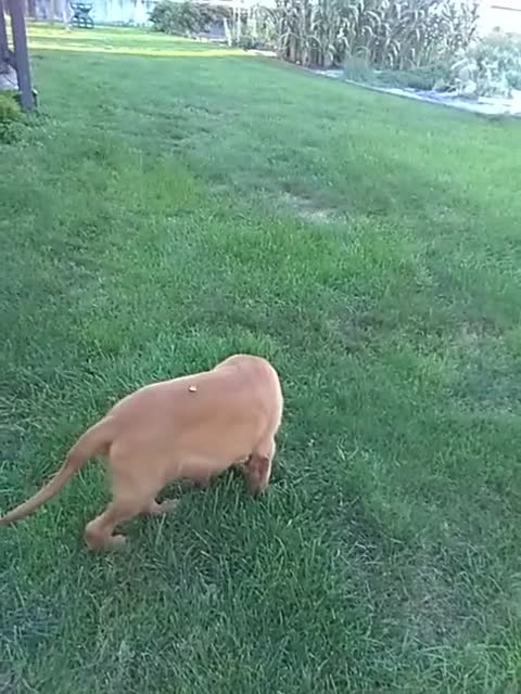 Mixed Breed dogs for sale: Worth - Video 1