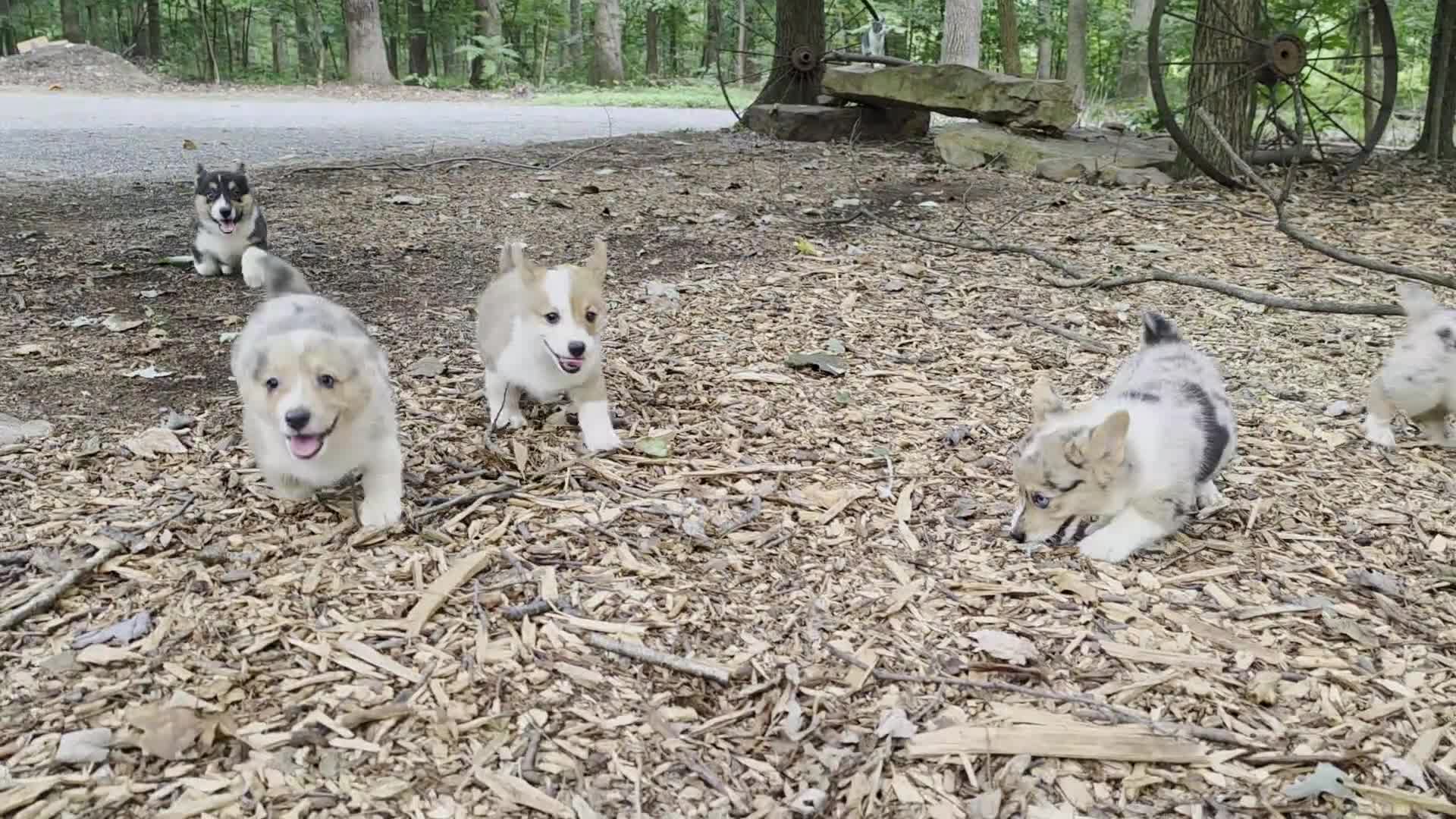 Welsh Corgi Pembroke dogs for sale: Splash - Video 1