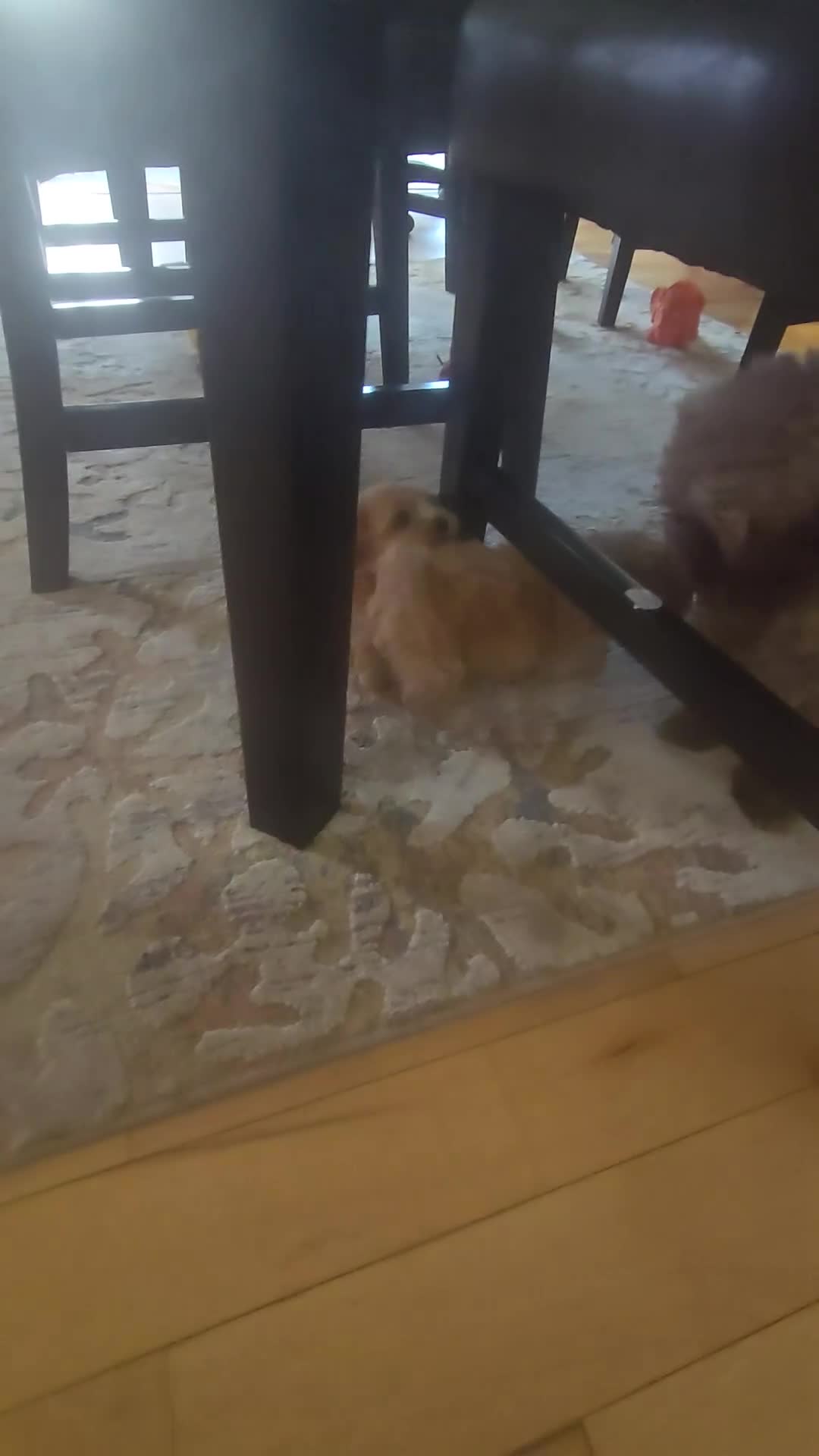 Shihpoo dogs for sale: Shihpoo Puppy 3 - Video 1