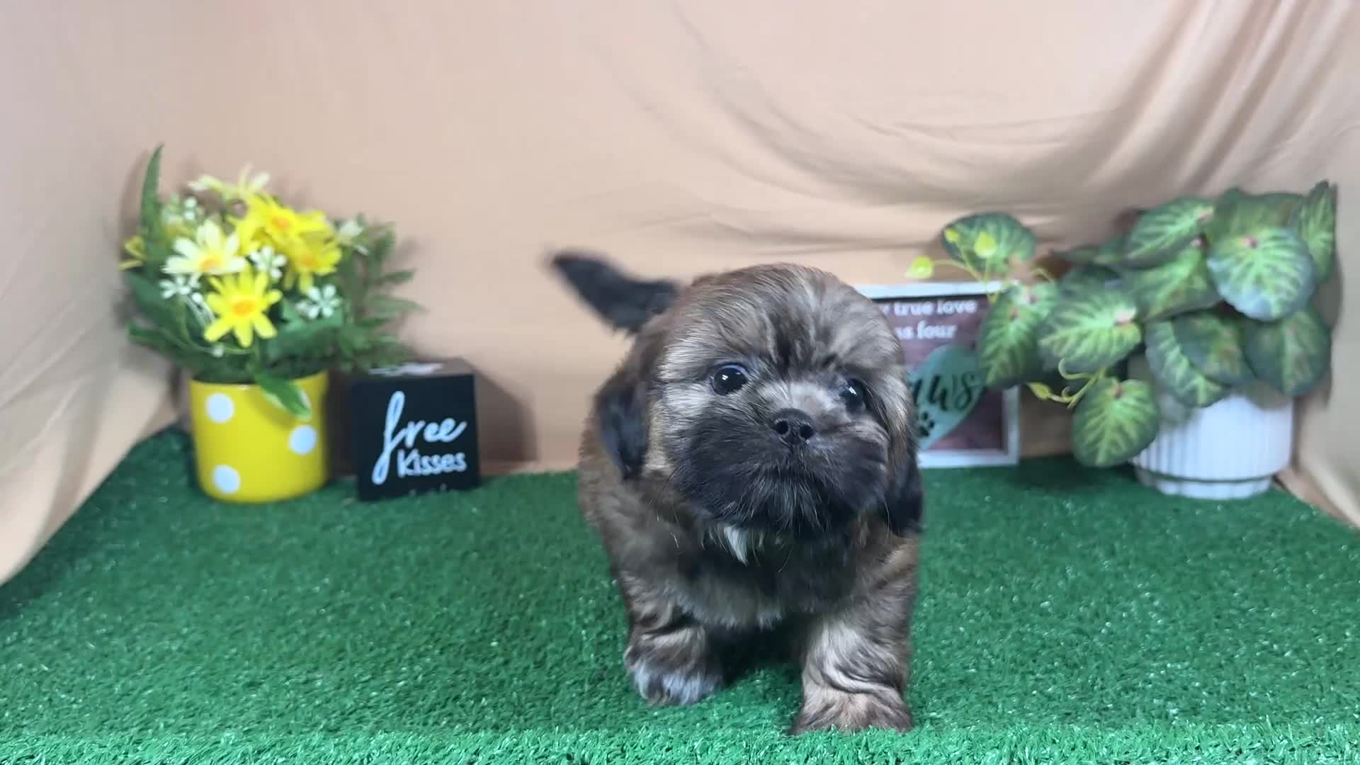 Shih Tzu dogs for sale: Shih Tzu 1 - Video 1