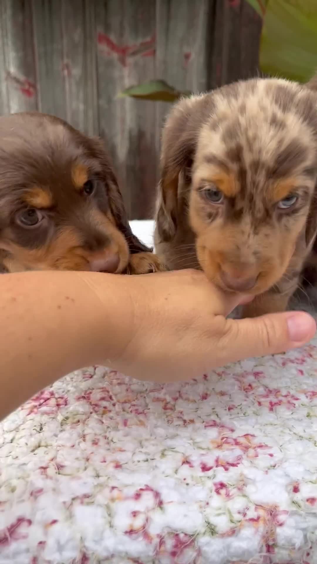 Miniature Dachshund dogs for sale: Austin - Video 3