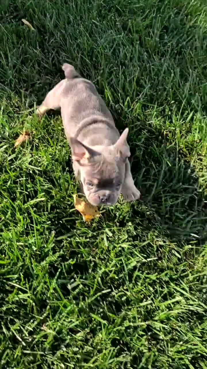 French Bulldog dogs for sale: Leo - Video 1