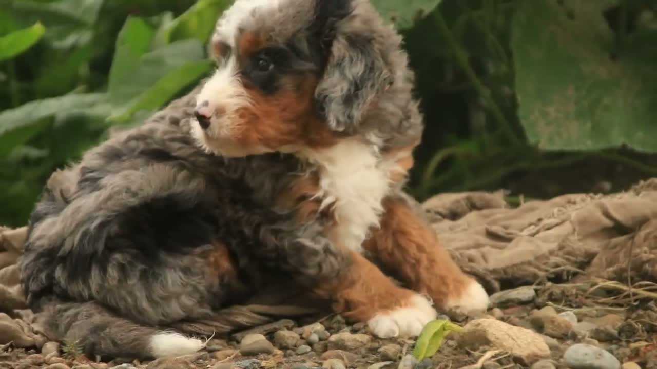 Bernedoodle dogs for sale: Ridge Miniature Bernedoodle  - Video 2
