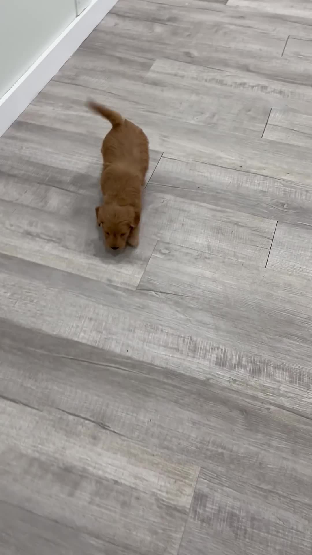 Mini Goldendoodle dogs for sale: Peppa - Video 1