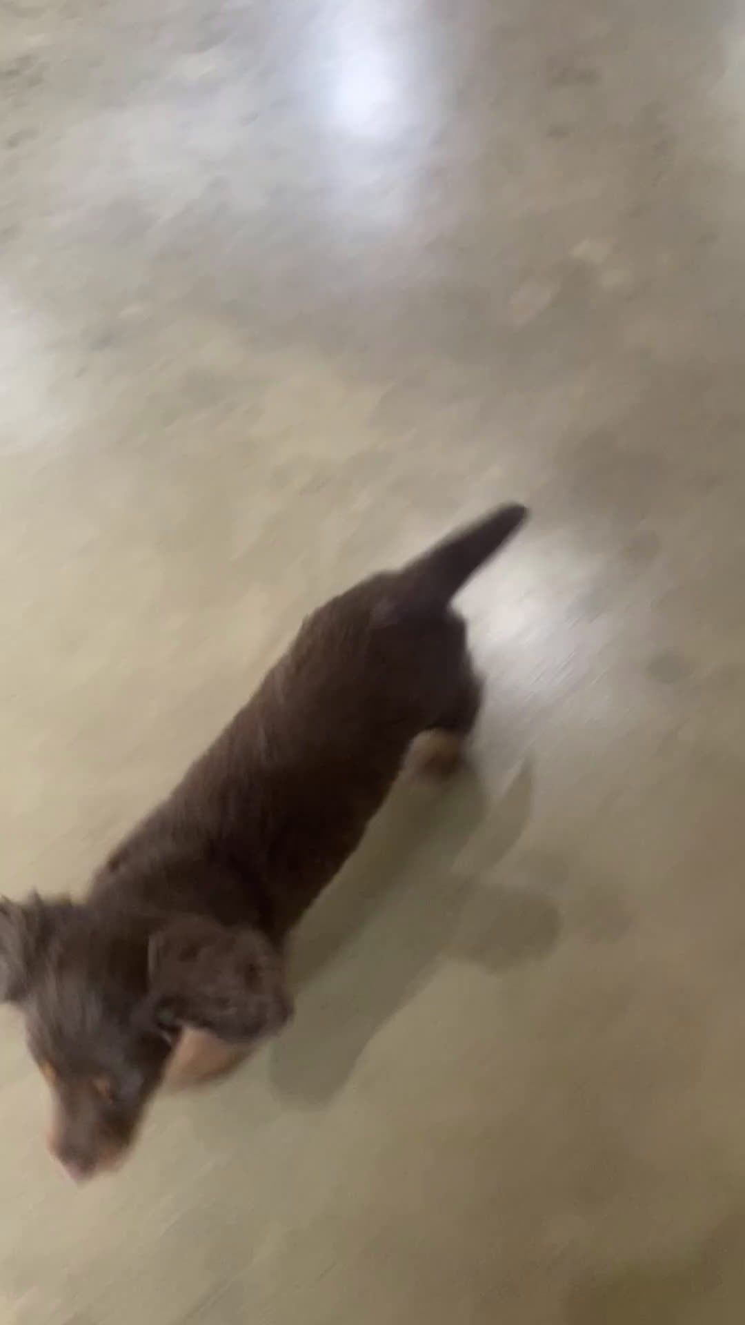 Miniature Dachshund dogs for sale: Brandie - Video 2