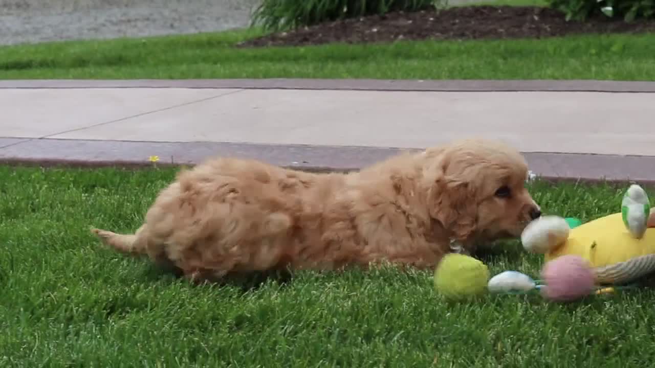 Golden Retriever dogs for sale: Tina - Video 1