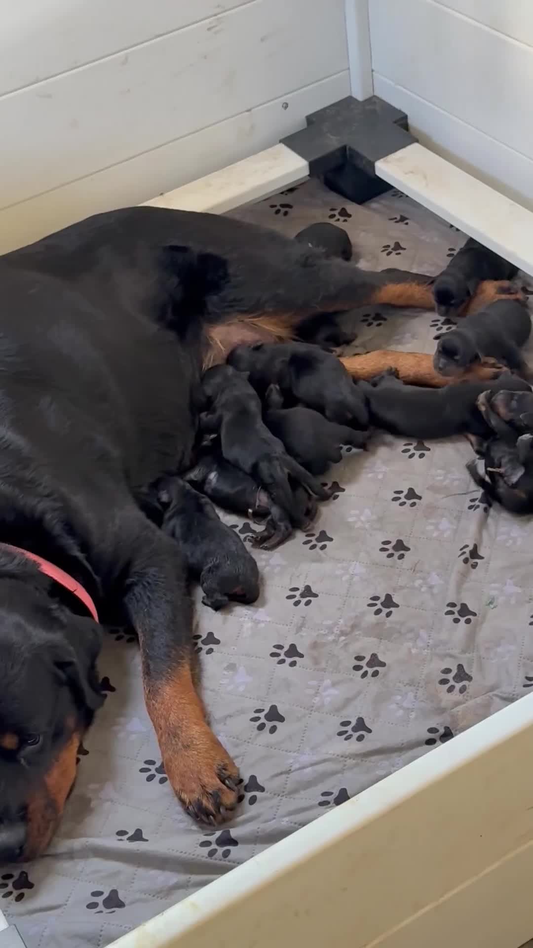 Rottweiler dogs for sale: Rottweiler Puppy 4 - Video 10