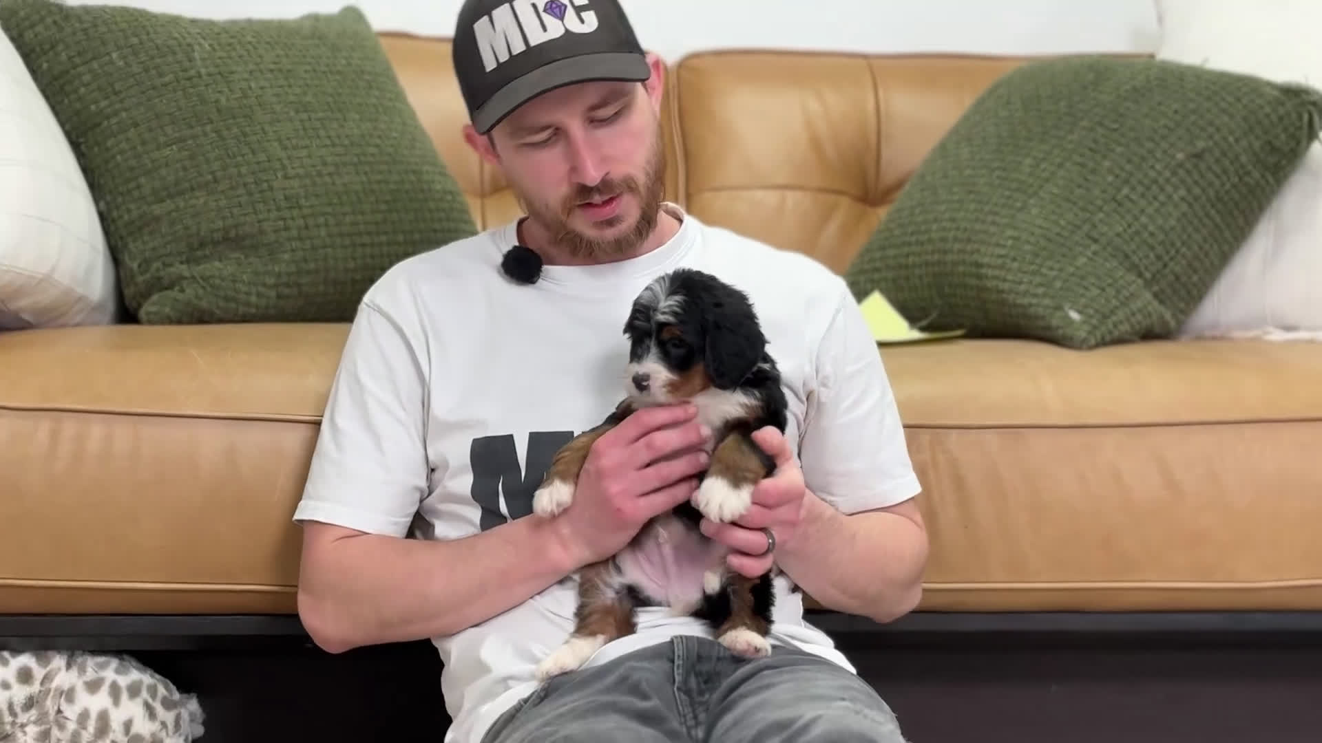 Mini Bernedoodle dogs for sale: Remy - Video 1