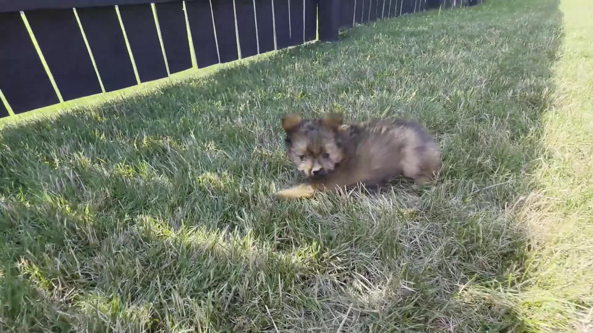 Pomapoo dogs for sale: Max - Video 1