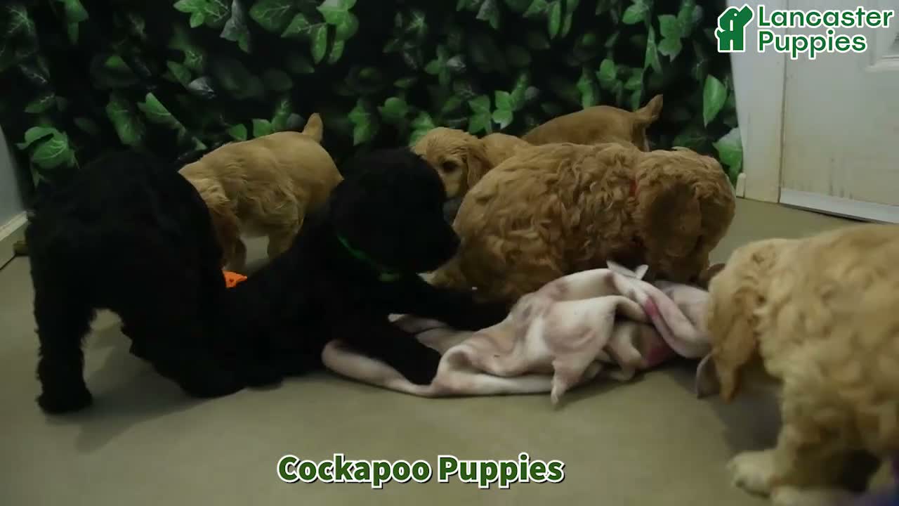 Cockapoo dogs for sale: Stormy  - Video 1