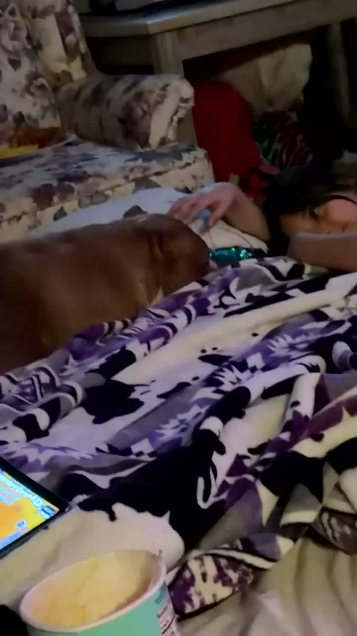 American Bully dogs for sale: A’terra - Video 2