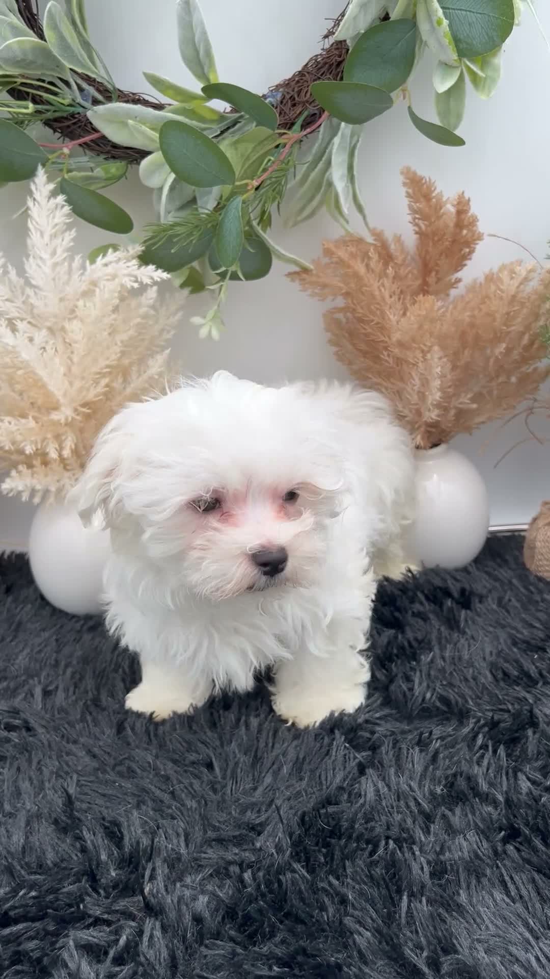 Maltese dogs for sale: AKC Max the Korean Maltese $2500 - Video 1