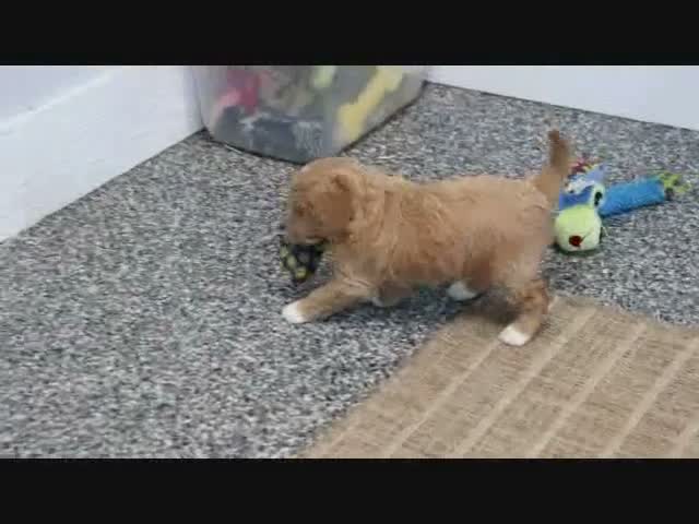 Mini Goldendoodle dogs for sale: Fallon - Video 7