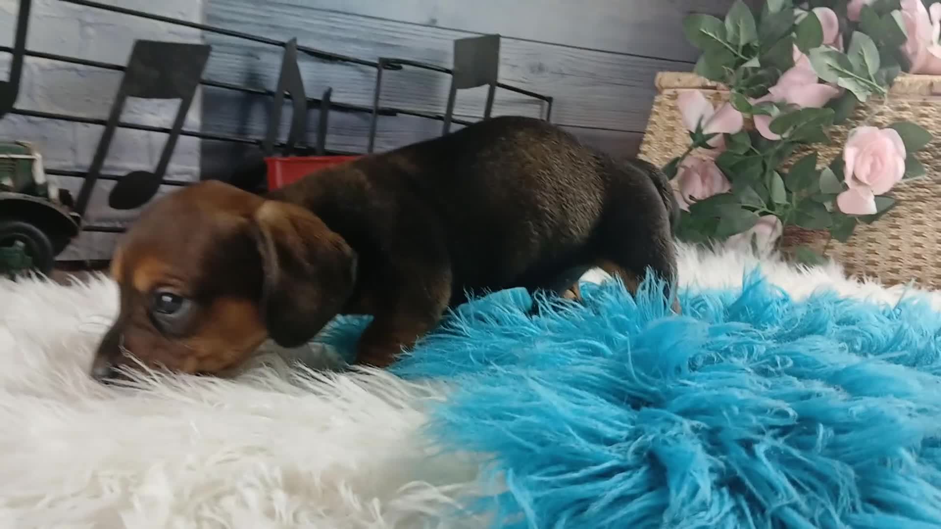 Dachshund dogs for sale: Nationwide delivery. Gloria's darkest boy - Video 1