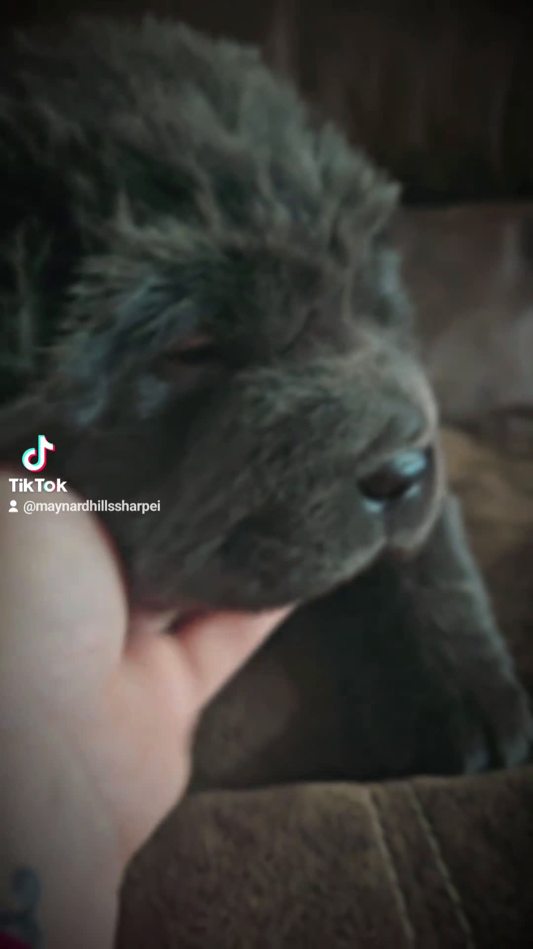 Shar Pei dogs for sale: Wyatt - Video 1