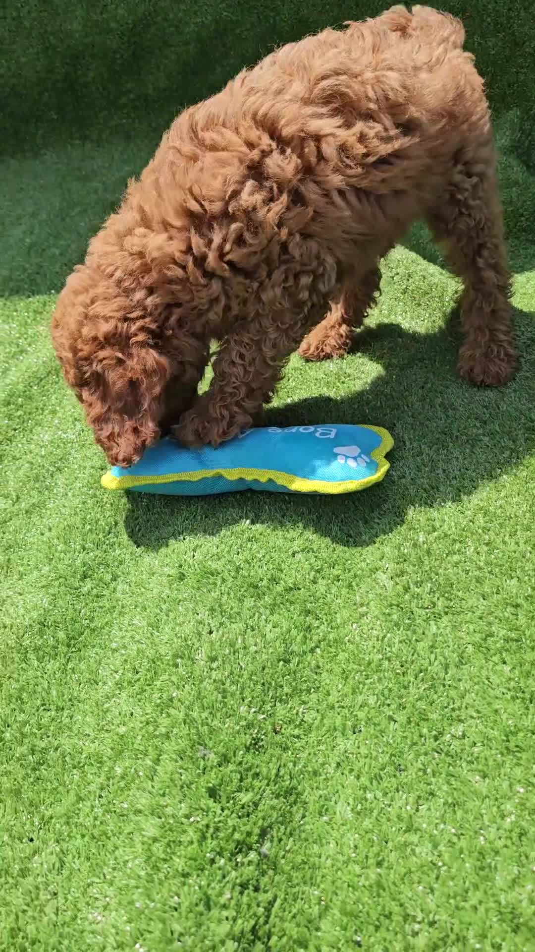 Cavapoo dogs for sale: Indigo - Video 1