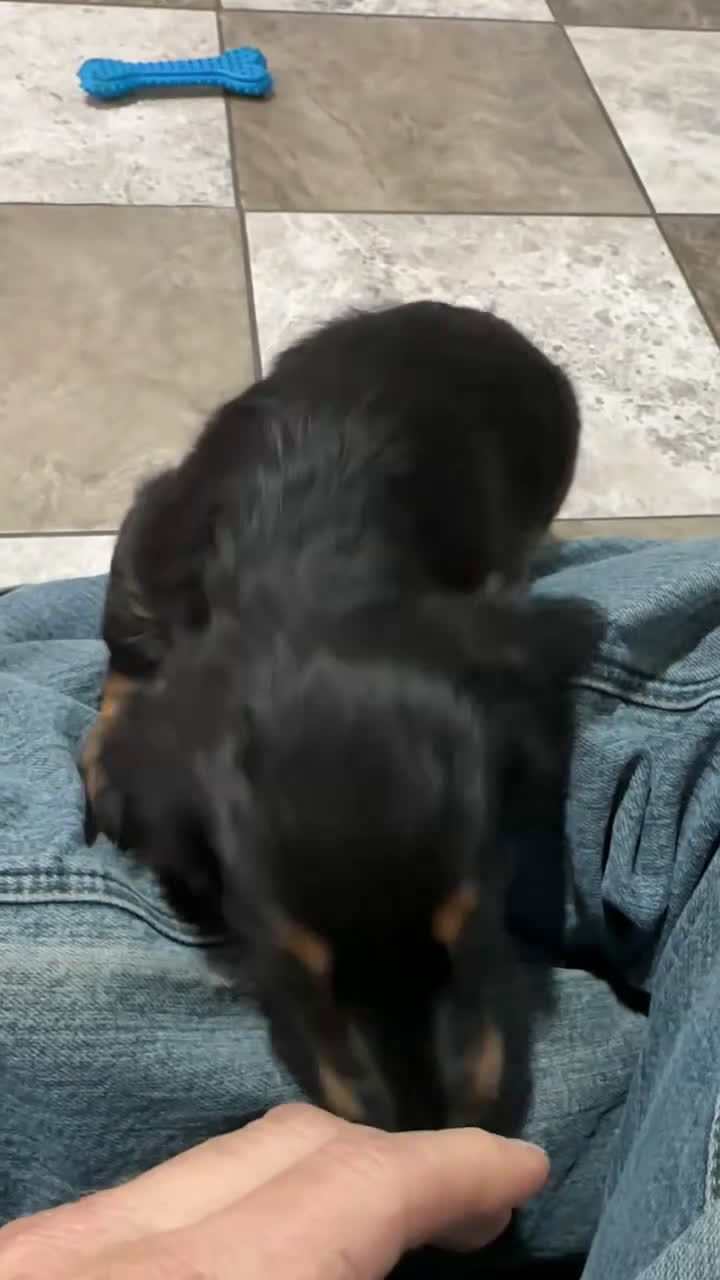 Miniature Dachshund dogs for sale: Leo - Video 1
