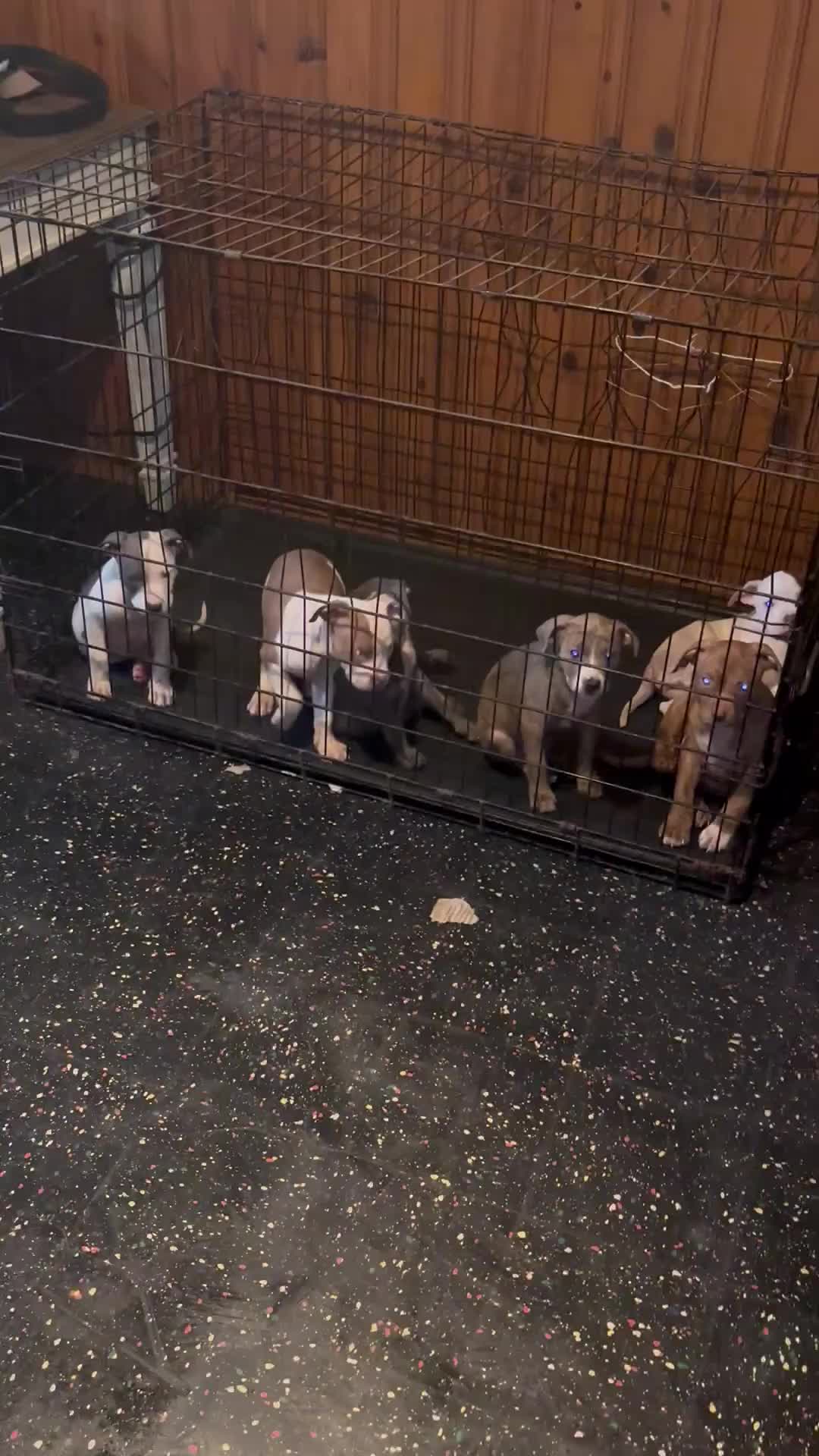 Mixed Breed dogs for sale: Mixed Breed 6 - Video 1