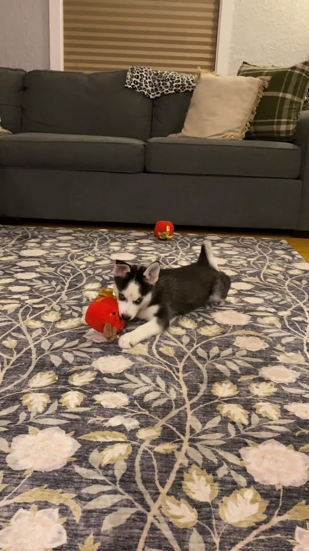 Pomsky dogs for sale: Bree  - Video 4