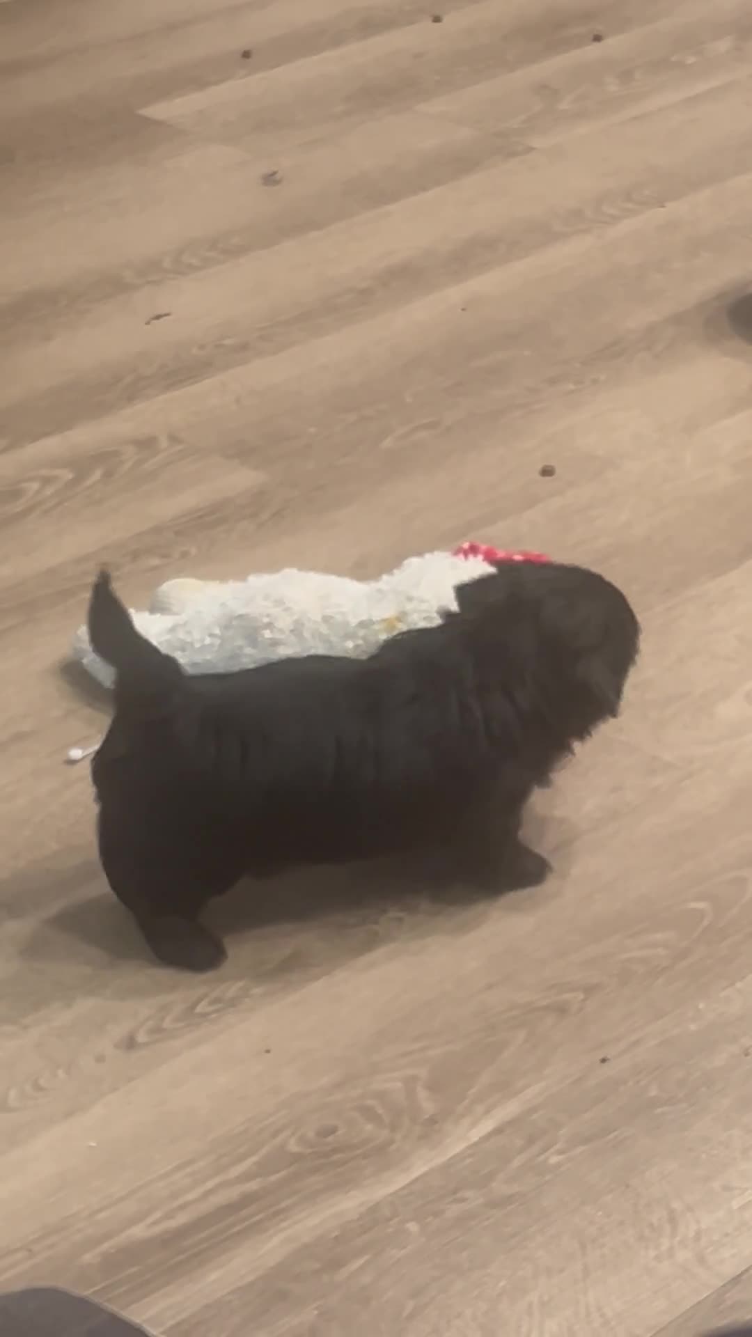 Shih Tzu dogs for sale: Shih Tzu 1 - Video 4