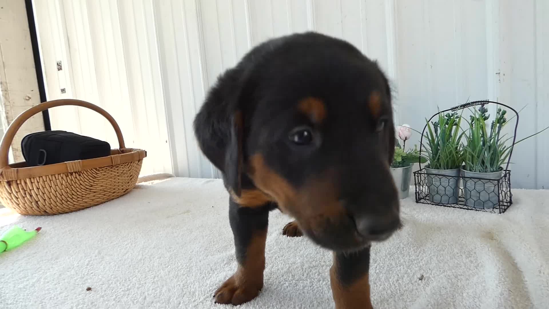 Mixed Breed dogs for sale: Mixed Breed 3 Gabe - Video 1