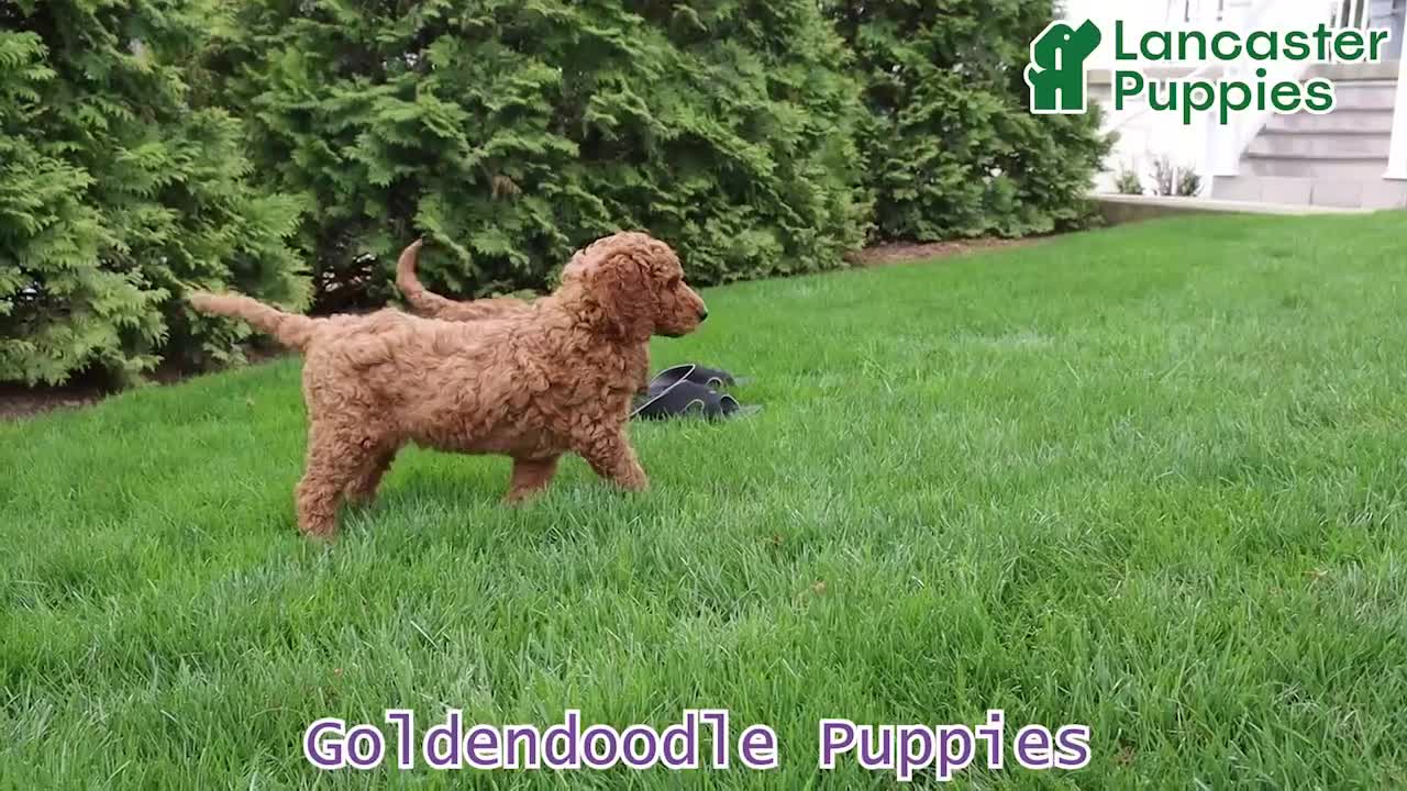 Goldendoodle dogs for sale: Sunny  - Video 1