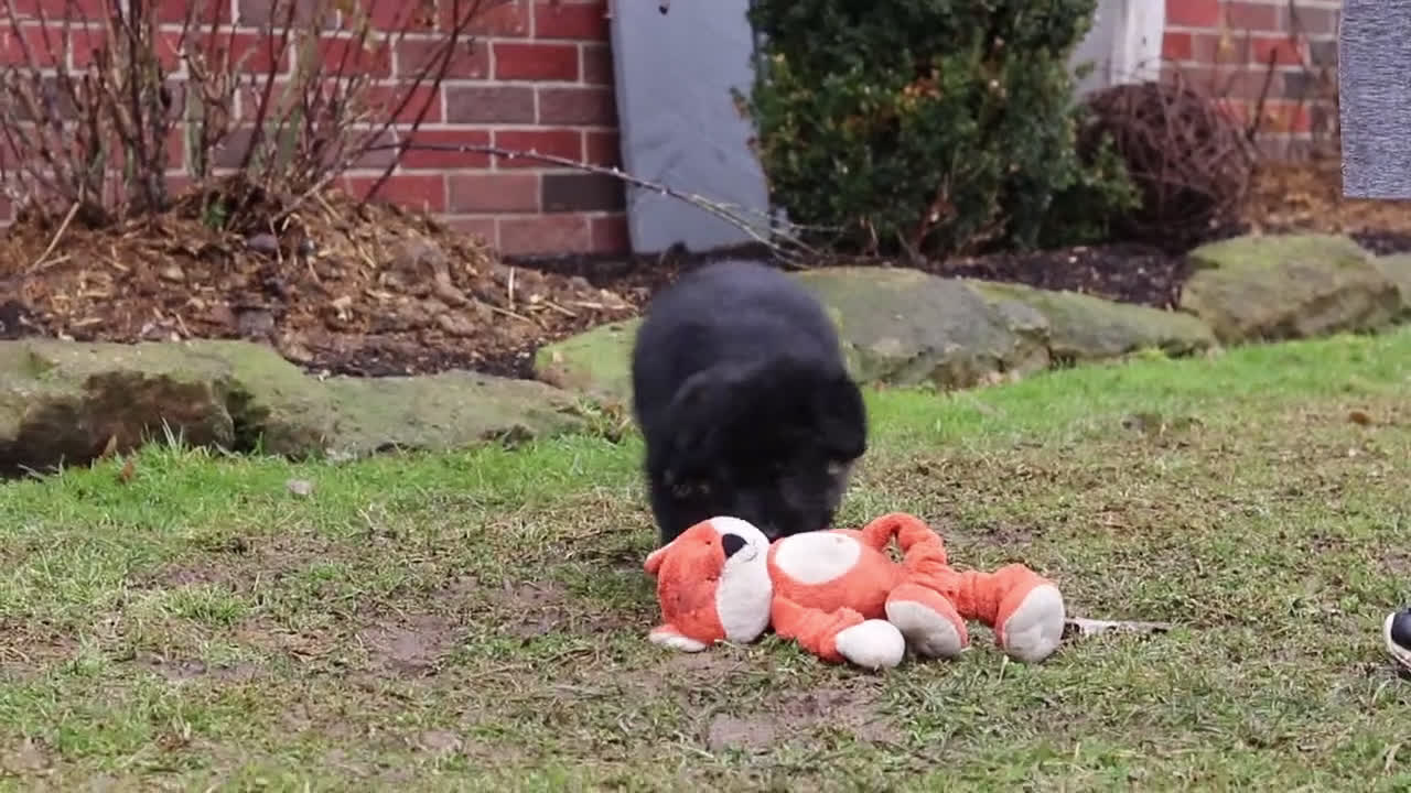 German Shepherd dogs for sale: Arianna - Video 1