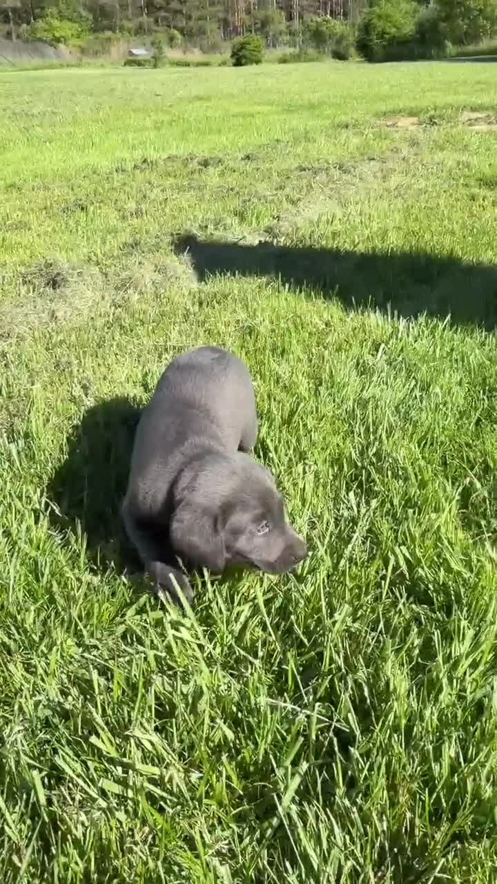 Labrador Retriever dogs for sale: Labrador Retriever Puppy 3 - Video 1