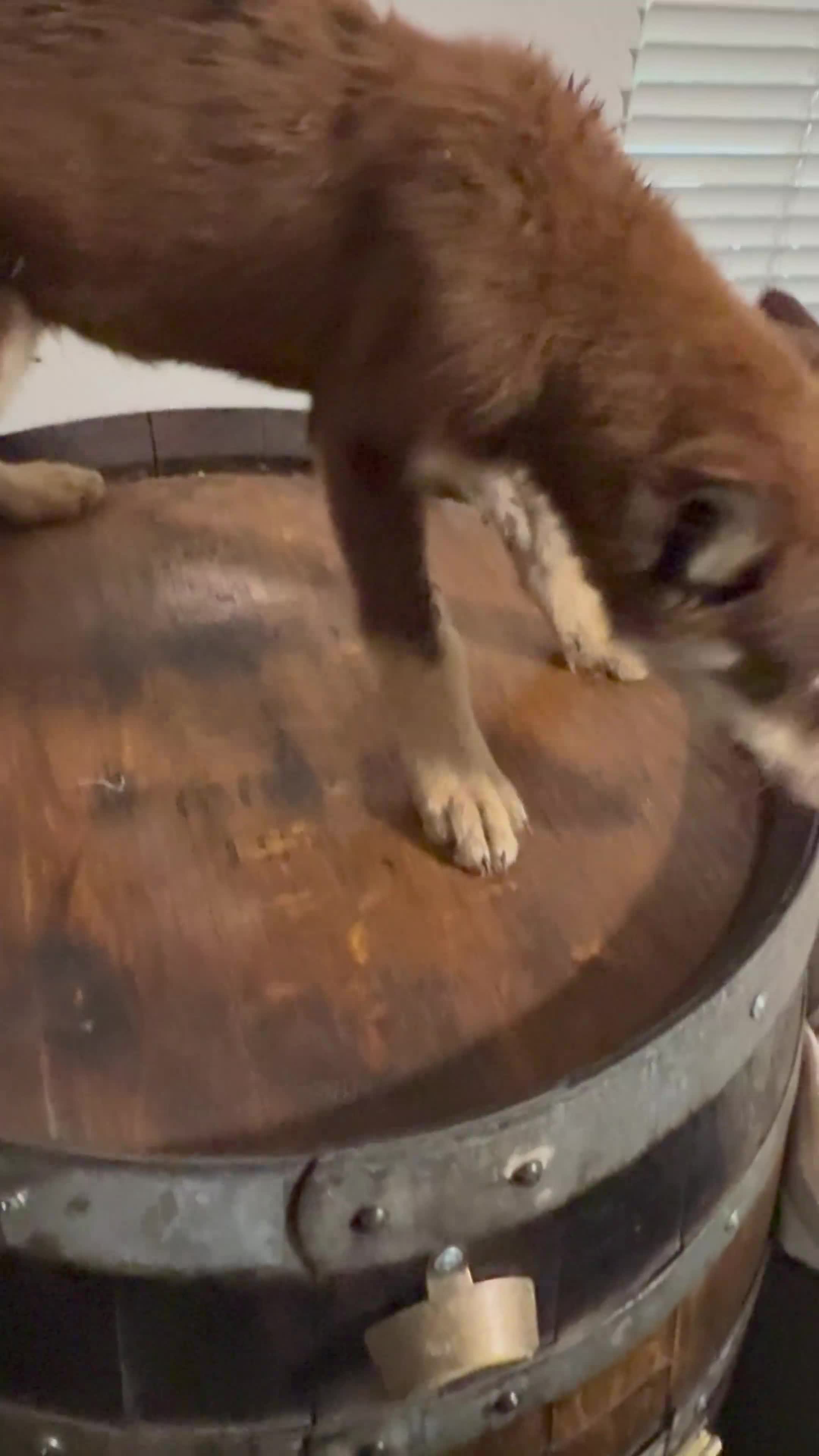 Pitsky dogs for sale: Pitsky 1 - Video 1