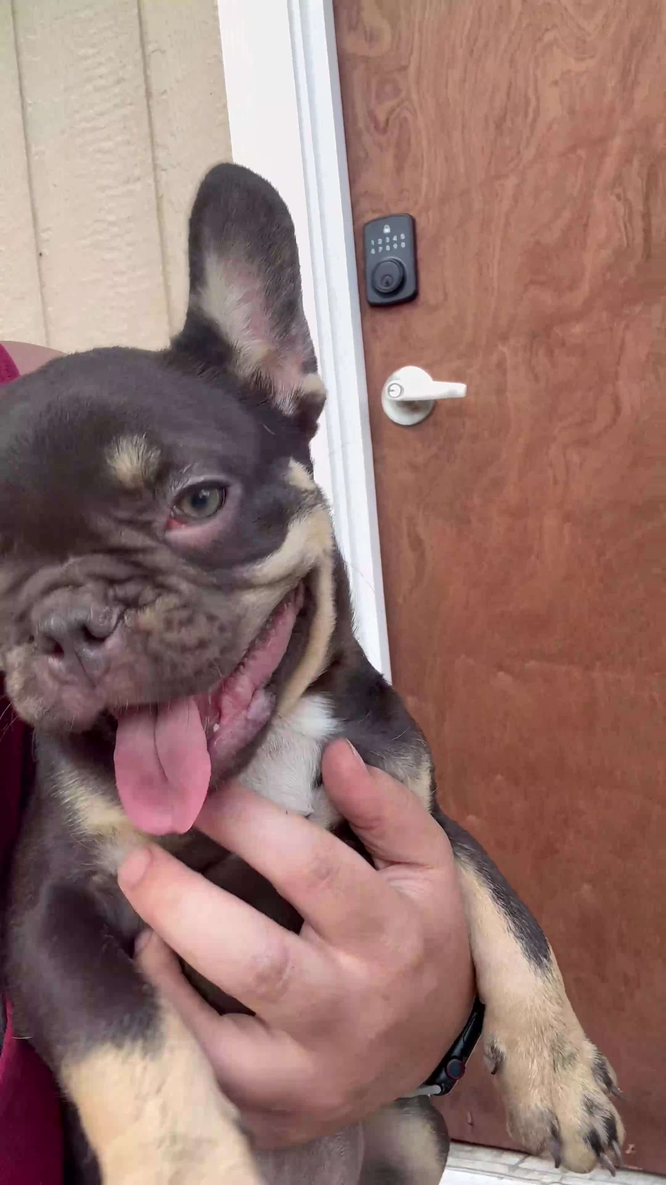 French Bulldog dogs for sale: French Bulldog 3 - Video 1