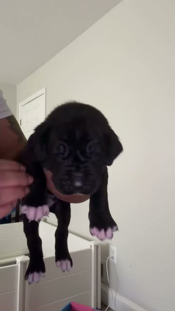Cane Corso dogs for sale: Vader💚 - Video 1