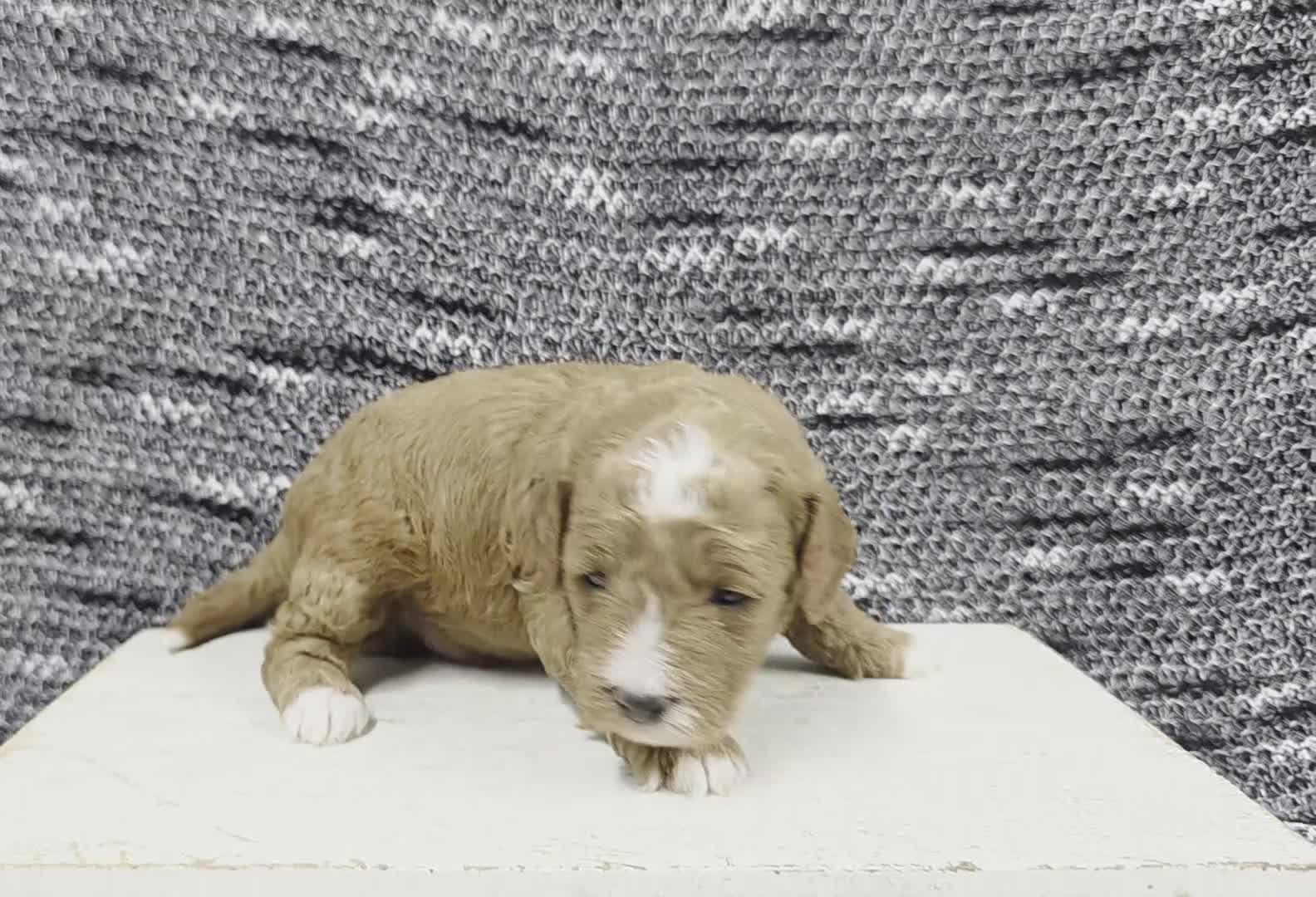 Miniature Poodle dogs for sale: Cooper - Video 1
