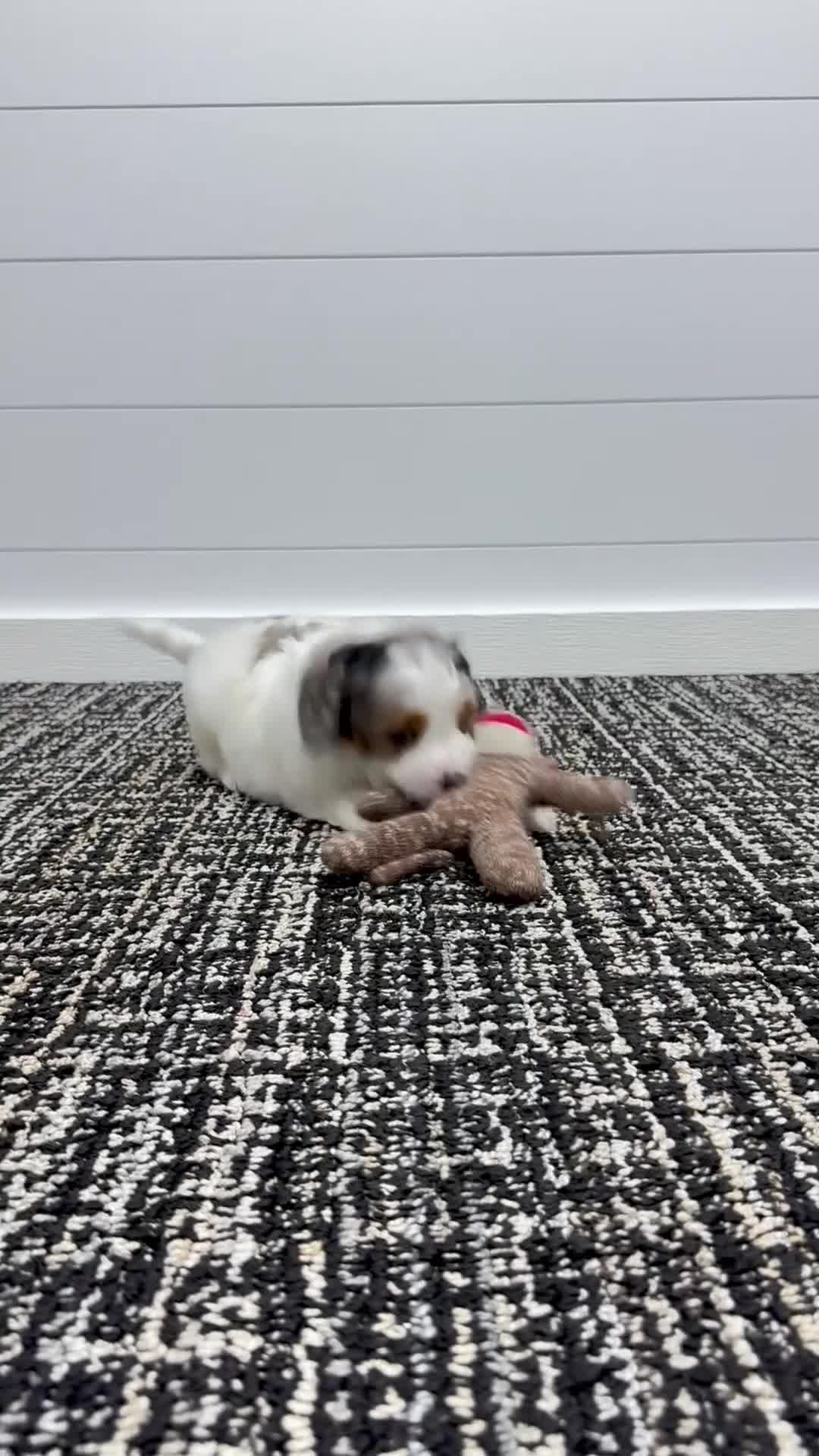 Mini Goldendoodle dogs for sale: Gracie 😍 - Video 1